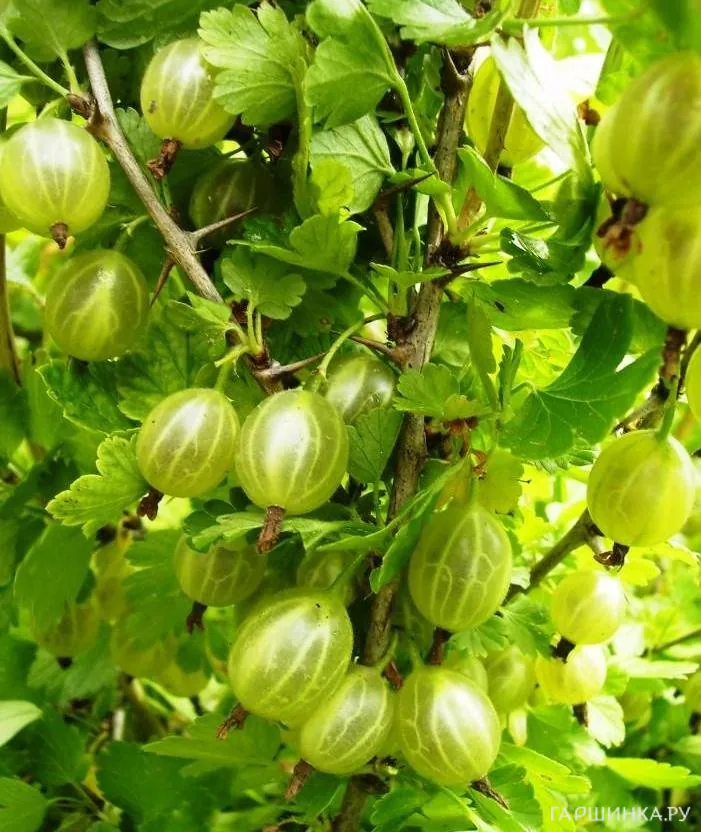 Крыжовник Балтийский